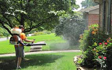 Pest Control in Charleston/ Pest Control Charleston South Carolina