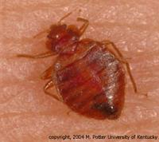 Kill Bed Bugs in Cincinnati/ Kill Bed Bugs Cincinnati, Ohio