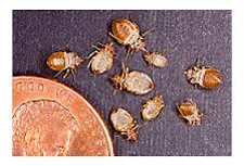 Kill Bed Bugs in Cincinnati/ Kill Bed Bugs Cincinnati, Ohio