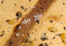 Kill Bed Bugs in Mt Healthy/ Kill Bed Bugs Mt Healthy, Ohio