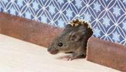 Mice and Rat Control in Alexandria/ Mice and Rat Control Alexandria, Kentucky