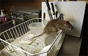 Mice and Rat Control in Alexandria/ Mice and Rat Control Alexandria, Kentucky