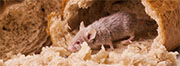 Mice and Rat Control in Alexandria/ Mice and Rat Control Alexandria, Kentucky