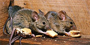 Mice and Rat Control in Alexandria/ Mice and Rat Control Alexandria, Kentucky