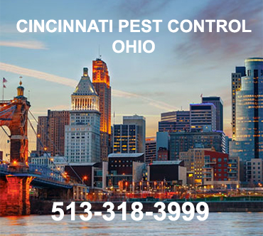 Mice and Rat Control in Alexandria/ Mice and Rat Control Alexandria, Kentucky