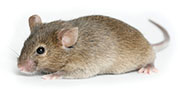 Mice and Rat Control in Cincinnati / Mice and Rat Control Cincinnati, Ohio