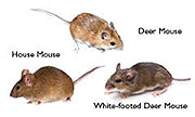 Mice and Rat Control in Cincinnati / Mice and Rat Control Cincinnati, Ohio