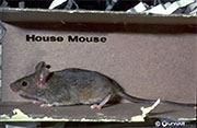 Mice and Rat Control in Cincinnati / Mice and Rat Control Cincinnati, Ohio