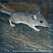 Mice and Rat Control in Cincinnati / Mice and Rat Control Cincinnati, Ohio