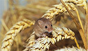 Mice and Rat Control in Colerain/ Mice and Rat Control Colerain, Ohio