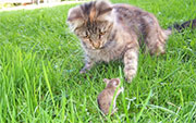 Mice and Rat Control in Fairfield/ Mice and Rat Control Fairfield, Ohio