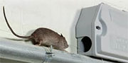 Mice and Rat Control in Fairfield/ Mice and Rat Control Fairfield, Ohio