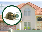 Mice and Rat Control in Fairfield/ Mice and Rat Control Fairfield, Ohio