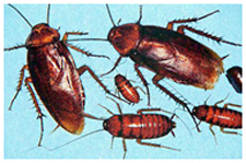 Pest Control in Alexandria/ Pest Control Alexandria, Kentucky