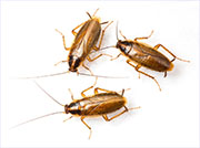 Roach Control in Cincinnati/ Roach Control Cincinnati, Ohio