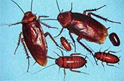 Roach Control in Cincinnati/ Roach Control Cincinnati, Ohio