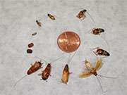 Roach Control in Cincinnati/ Roach Control Cincinnati, Ohio