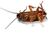 Roach Control in Cincinnati/ Roach Control Cincinnati, Ohio