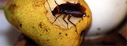 Roach Control in Cincinnati/ Roach Control Cincinnati, Ohio