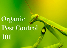 Pest Control in HAMILTON : Pest Control HAMILTON Ohio