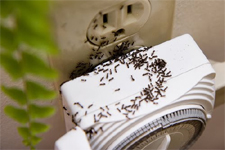 ANTS in Rockville/ ANTS Rockville, Maryland