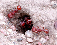 ANTS in Rockville/ ANTS Rockville, Maryland