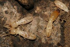Termite Control in Annapolis/ Termite Control Annapolis, Maryland