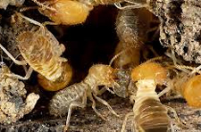 Termite Control in Annapolis/ Termite Control Annapolis, Maryland
