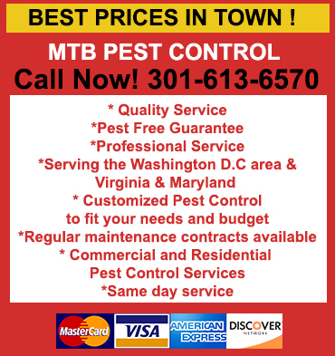 Termite Control in Vienna/ Termite Control Vienna, Virginia