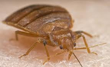 Bed Bugs Heat Treatment in Cedar Park | Bed Bugs Heat Treatment Cedar Park Texas