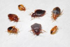 Bed Bugs Heat Treatment in Cedar Park | Bed Bugs Heat Treatment Cedar Park Texas