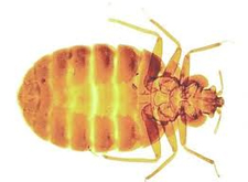 Bed Bugs Heat Treatment in Cedar Park | Bed Bugs Heat Treatment Cedar Park Texas