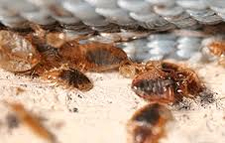 Bed Bugs Heat Treatment in Cedar Park | Bed Bugs Heat Treatment Cedar Park Texas