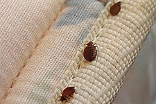 Bed Bugs Heat Treatment in Cedar Park | Bed Bugs Heat Treatment Cedar Park Texas