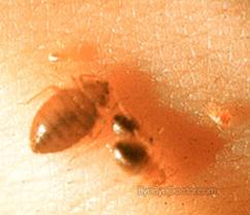 Bed Bugs Heat Treatment in Cedar Park | Bed Bugs Heat Treatment Cedar Park Texas