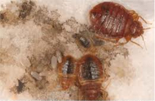 Bed Bugs Heat Treatment in Austin | Bed Bugs Heat Treatment Austin Texas