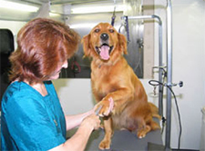 Dog Grooming Austin Texas